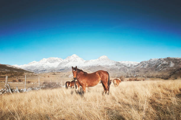Horse in a pasture in the mountain valley