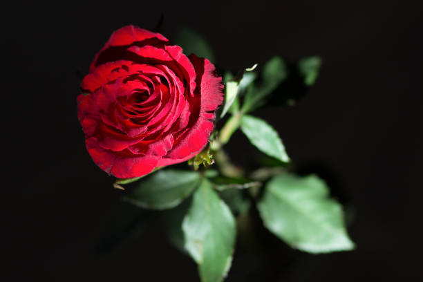 rosa solitaria rossa su sfondo nero - rosemary flower single flower flower head foto e immagini stock