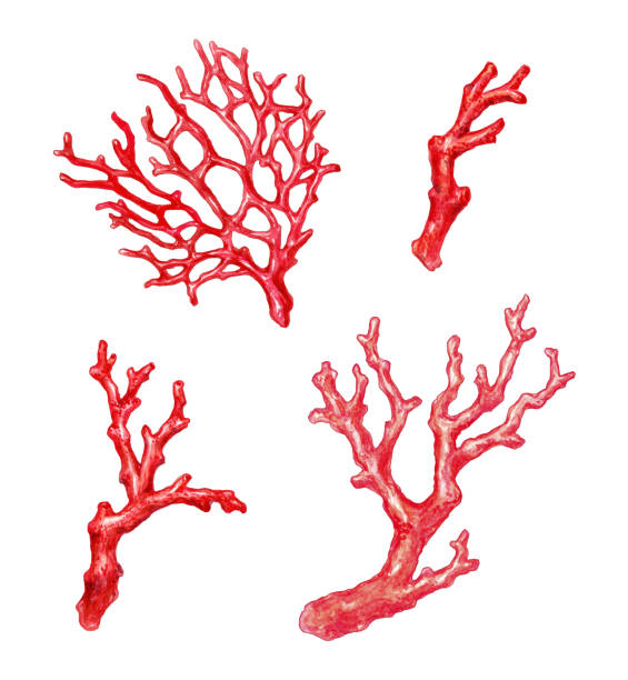赤いサンゴの枝、水彩画のイラスト、白い背景に隔離 - 刺胞動物 サンゴ点のイラスト素材／クリップアート素材／マンガ素材／アイコン素材