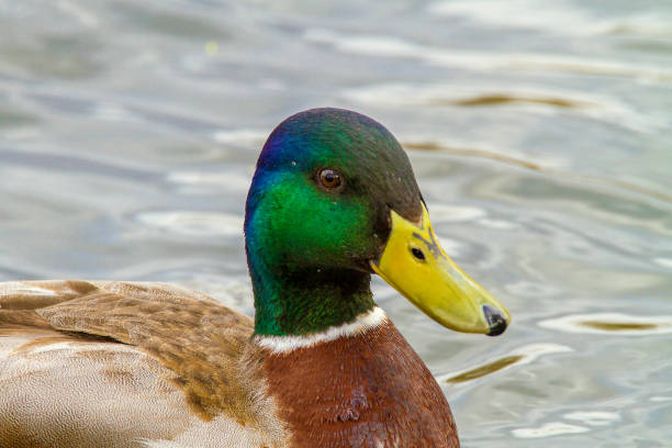 istock animal a wild drake swims on a pond 663362636