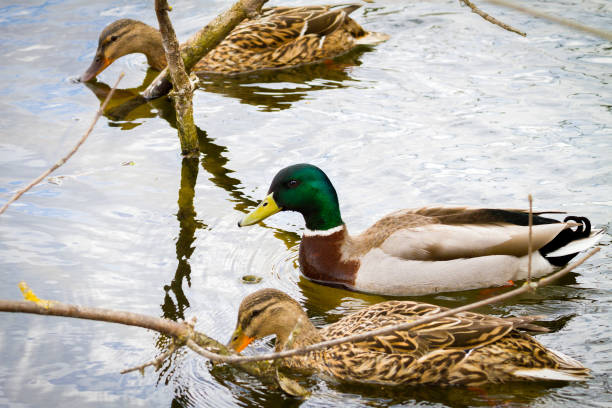 istock animal a wild drake and a duck sail on a pond 663366808