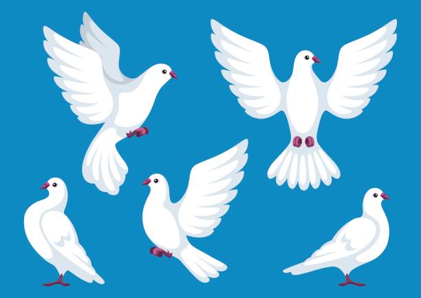 zestaw pięciu białych gołębi. piękne gołębie wiara i symbol miłości - bird cartoon blue illustration and painting stock illustrations