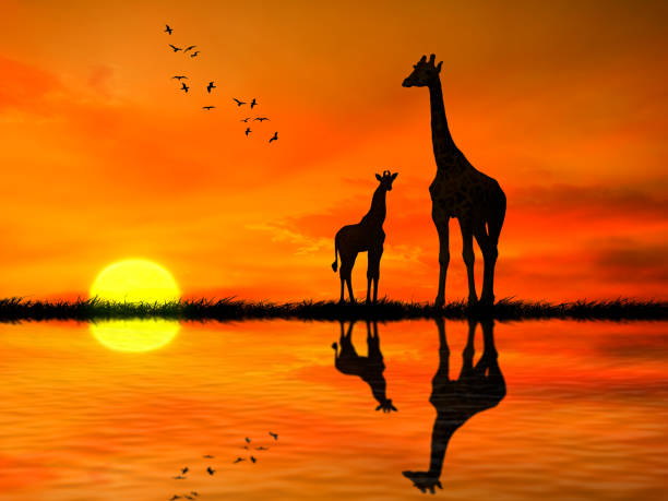 silhouetten von zwei giraffen mit reflexion im seewasser gegen afrikanischen sonnenuntergang - safari animals safari giraffe animals in the wild stock-fotos und bilder