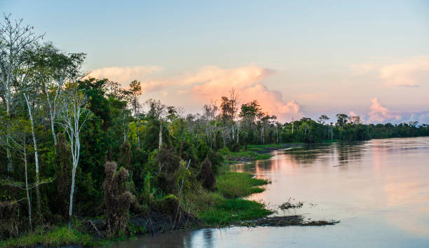 istock Pacaya Samiria National Park, Peruvian Amazon. Maranon River 663391438