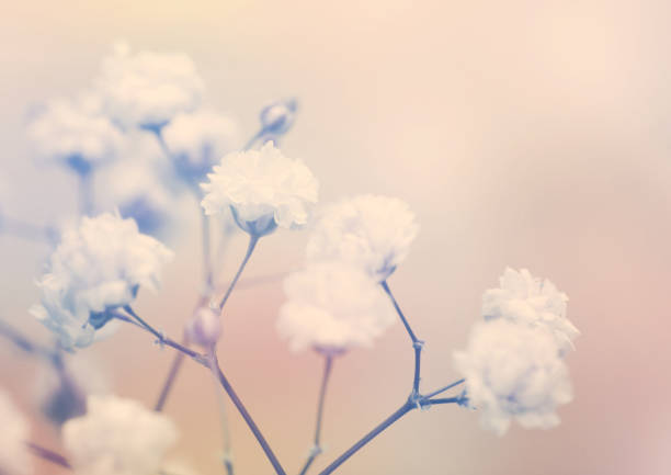 istock White flower on blur background. Soft focus. 663392894