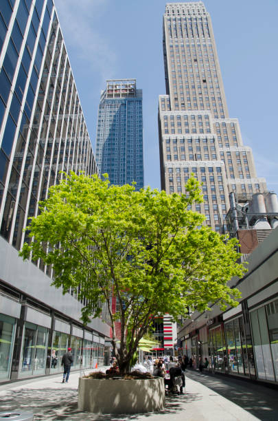 árbol en la ciudad de Nueva York entre edificios - foto de stock