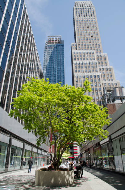 건물 사이 뉴욕시의 나무 스톡 사진