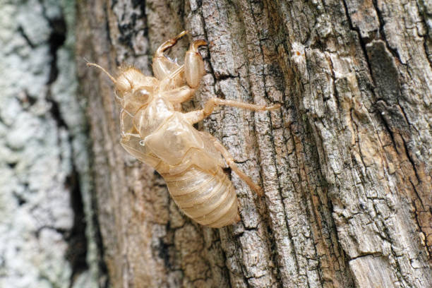 istock exuvia of a cicada 663393116