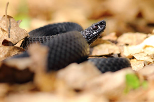 istock black european viper 663400776
