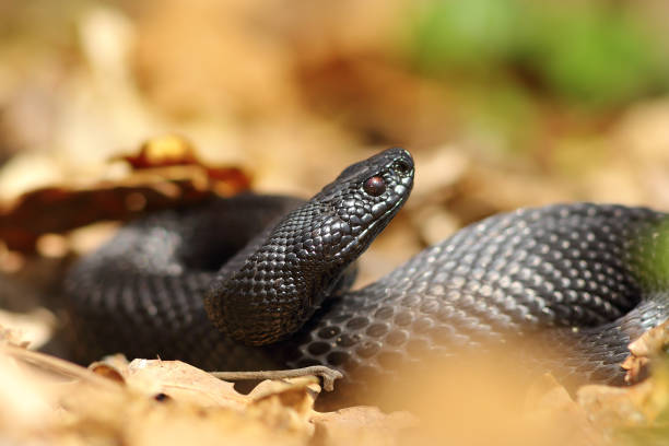 beautiful black european adder in natural habitat beautiful black european adder in natural habitat ( Vipera berus nikolskii ) common adder stock pictures, royalty-free photos & images