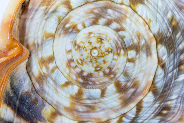 istock Swirl on the sea snail 663412850