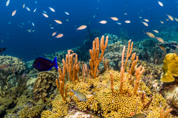 istock Coral reef island Bonaire 663421184