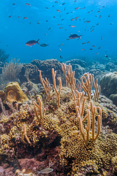 istock Coral reef island Bonaire 663422018