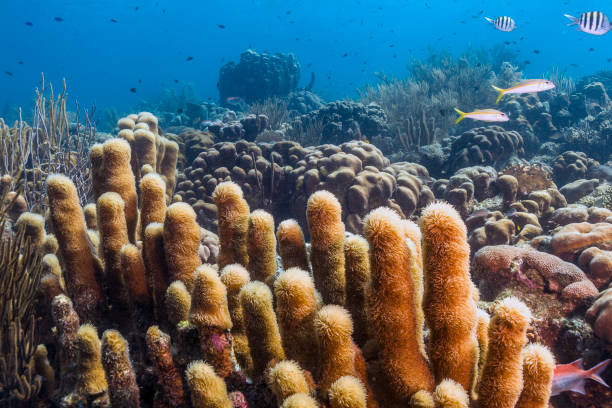 istock Coral reef island Bonaire 663423162