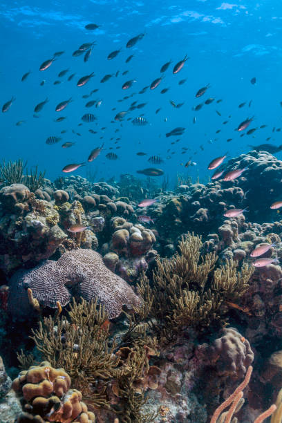 istock Coral reef island Bonaire 663431032