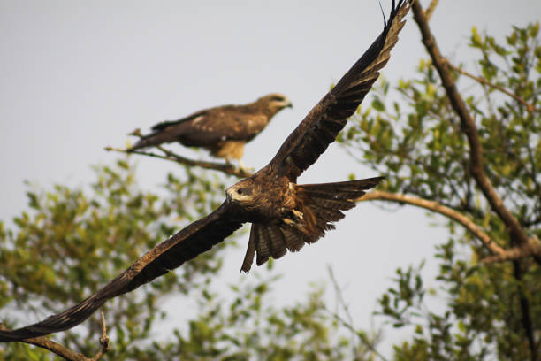 istock Indian eagle in flight with a wingspan 663434710