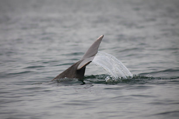 istock Tail of a dolphin 663439664