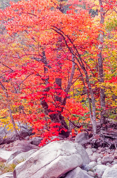 istock Autumn in the forest 663439706