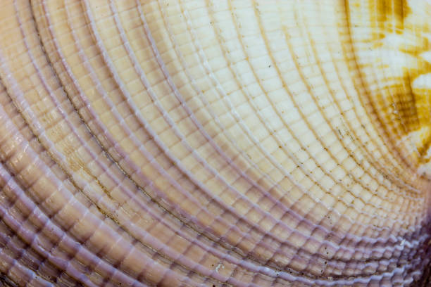 istock Sea shell - detail 663439836