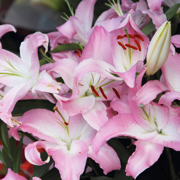 istock Pink lily flower bouquet 663451056