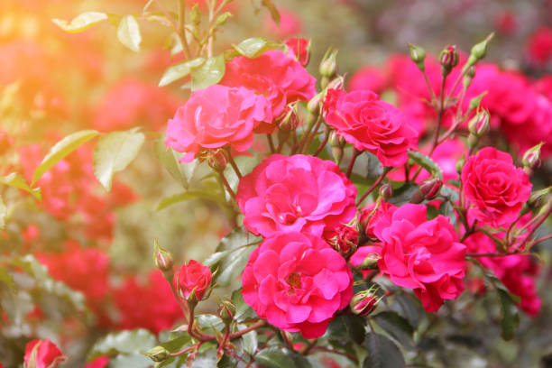 istock Dog rose flowers 663453256