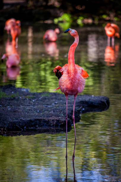 flamingoes in the water - american flamingo imagens e fotografias de stock