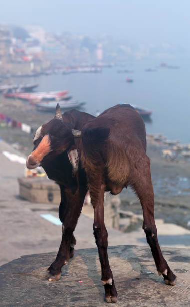 ziege bei der einäscherung ghat in varanasi, indien - india ganges river goat steps stock-fotos und bilder