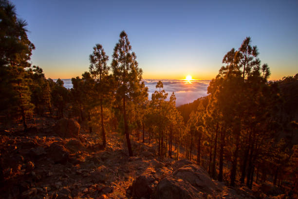 istock Sunset over the clouds in the forest 663482674