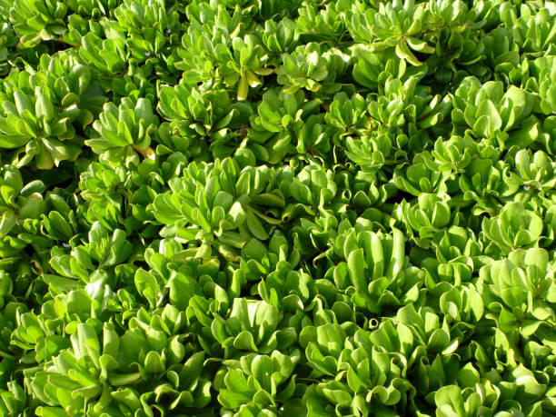 istock Naupaka Kahaka 663484342
