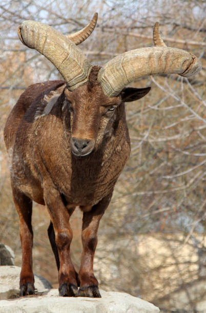 istock Male East Caucasian tur (Capra caucasica cylindricornis) 663491846