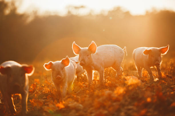 happy piglets playing in leaves at sunset - domestic pig imagens e fotografias de stock