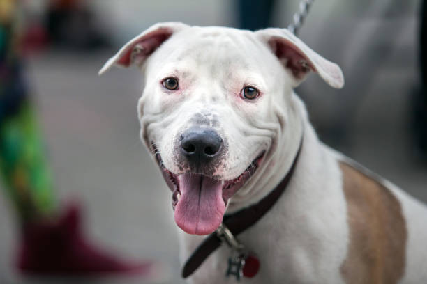 istock Cute dog close look 663496464