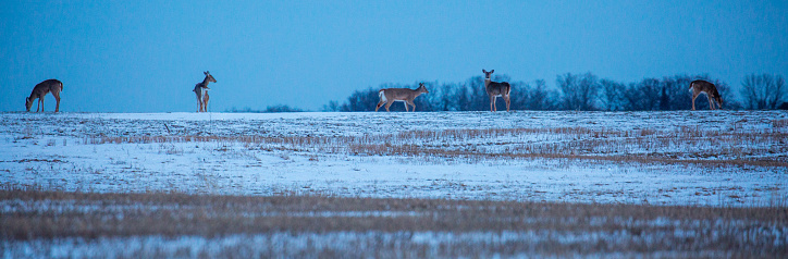 Panoramic image of Wisconsin White-tailed deer feeding in a field during the late winter.