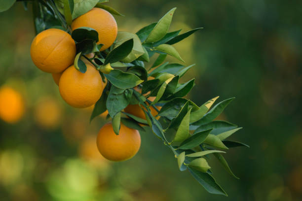 organic oranges, on homegrown orange tree - greek islands greece day full frame imagens e fotografias de stock