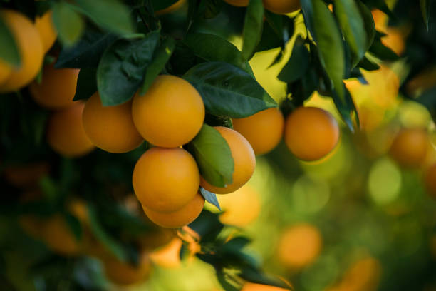 organic oranges, on homegrown orange tree - greek islands greece day full frame imagens e fotografias de stock