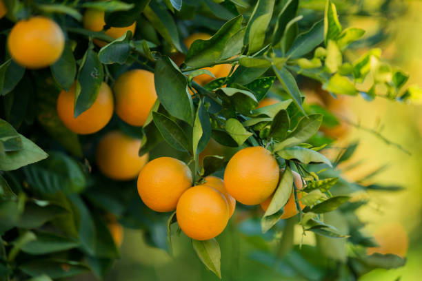 istock Organic oranges, on homegrown orange tree 663530216