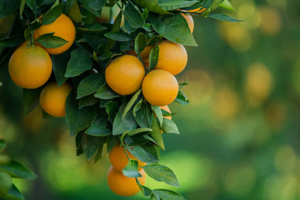 istock Organic oranges, on homegrown orange tree 663531026