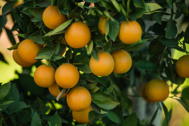 istock Organic oranges, on homegrown orange tree 663531824