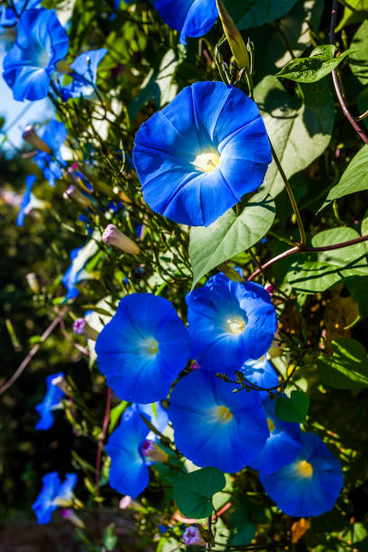 Blue gallens Blue gallens convolvulus photos stock pictures, royalty-free photos & images