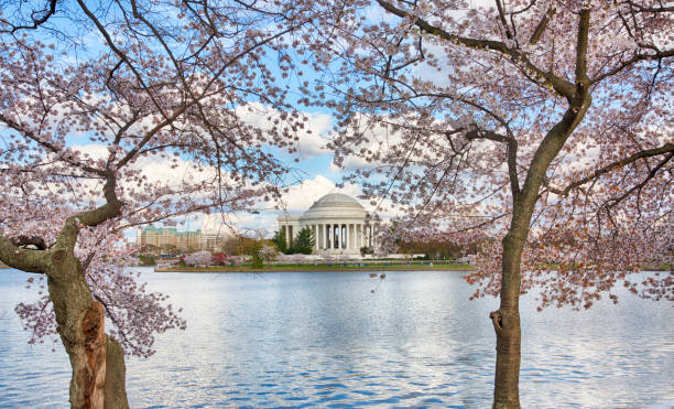 istock Jefferson Memorial across the Tidal Basin framed by Cherry Blossoms 663560520