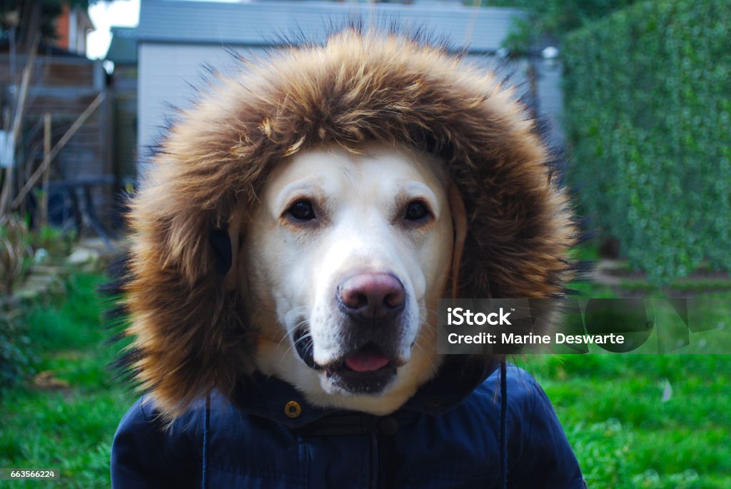 Puppy yellow labrador retriever dog wearing a hood. Animal Stock Photo