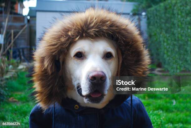 Puppy Yellow Labrador Retriever Dog Wearing A Hood Stock Photo - Download Image Now
