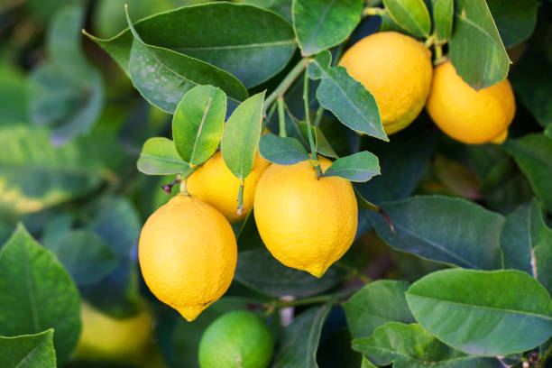 lemon Lemons grow on a branch in a garden close up lemon stock pictures, royalty-free photos & images
