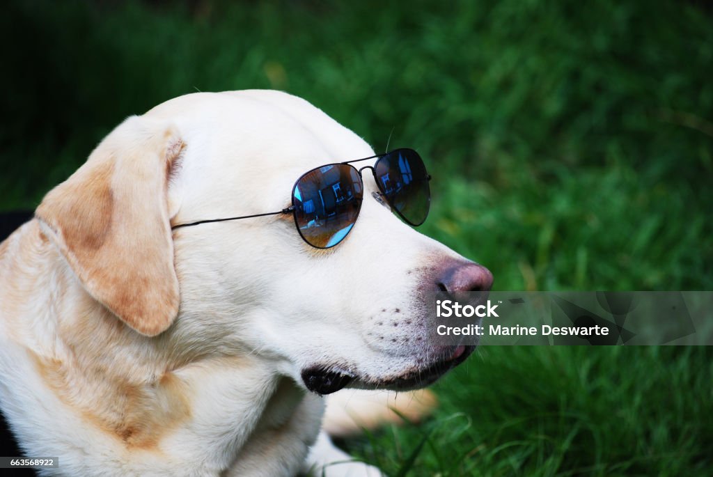 Chó Labrador Retriever Màu Vàng Đeo Kính Râm Hình ảnh Sẵn có - Tải ...