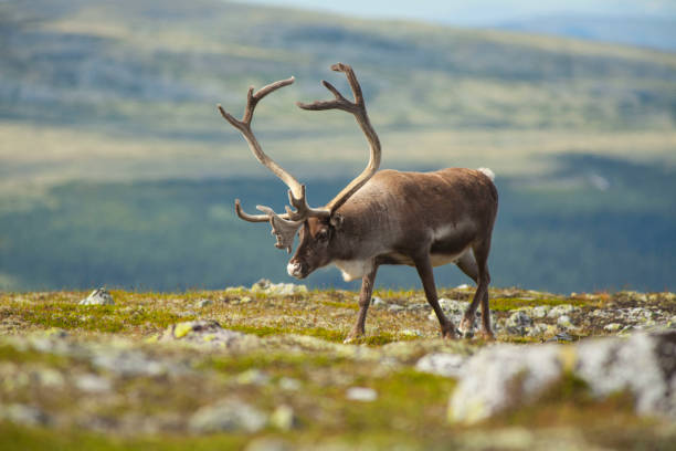 istock Reindeer in Norwegian Mountains 663580206
