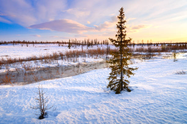 istock Spring landscape with melting snow and thawed patches in forest 663587160