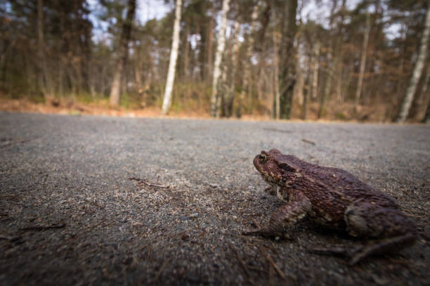 istock Small toad in danger on a road. Common toad, Bufo bufo, on its way to the breeding pond in april. Norway. 663595244