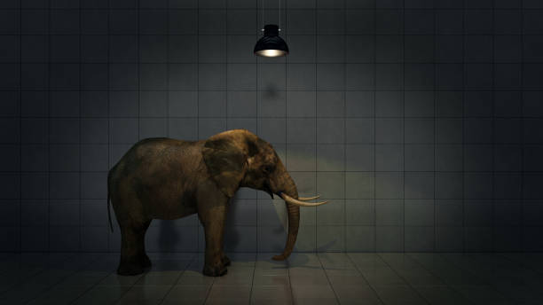 istock lone elephant in the room. Creative concept. 663603480
