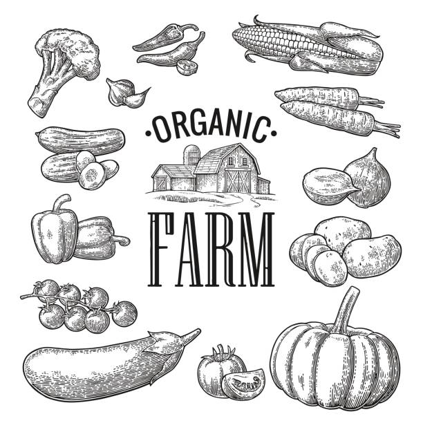 ilustrações, clipart, desenhos animados e ícones de ajuste vegetais e rotulação orgânica da exploração agrícola. vintage preto da gravura do vetor - farm vegetable black landscape