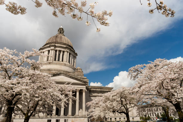 istock Washington State Capital Building Olympia Springtime Cherry Blossoms 663623018